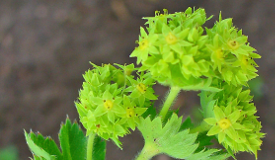 Alchemilla vulgaris